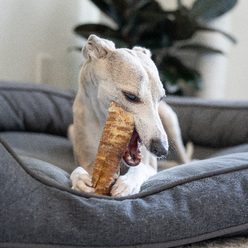Beef Trachea