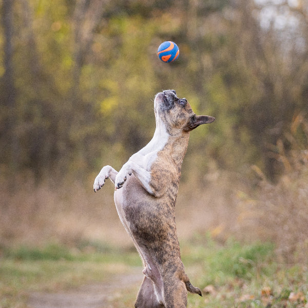 Chuckit! Ultra Squeaker Ball 2pk