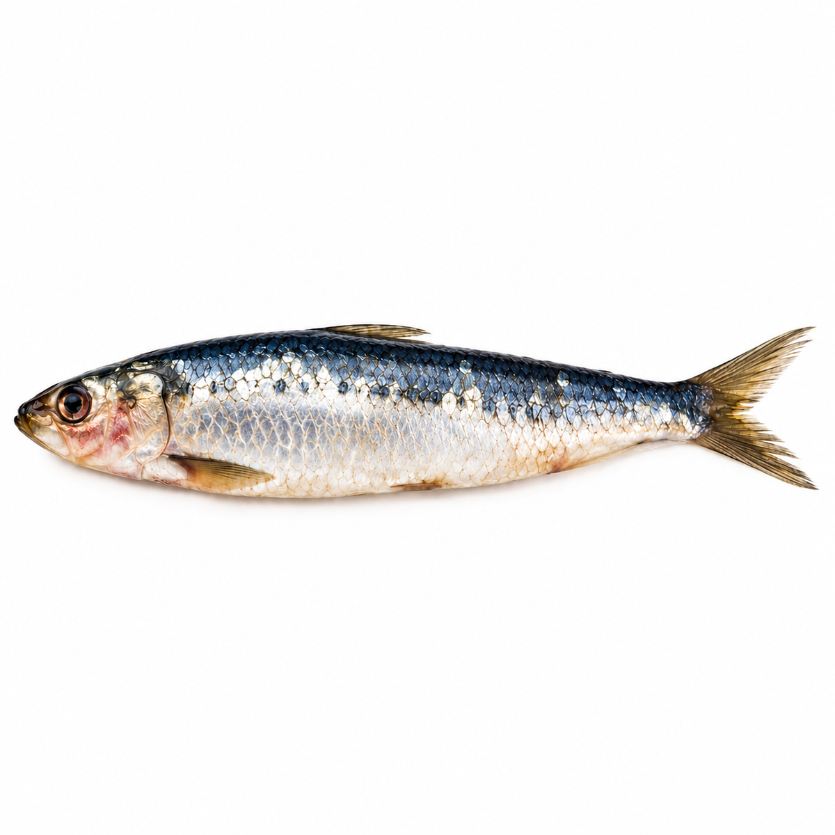 Whole Wild-Caught Sardines